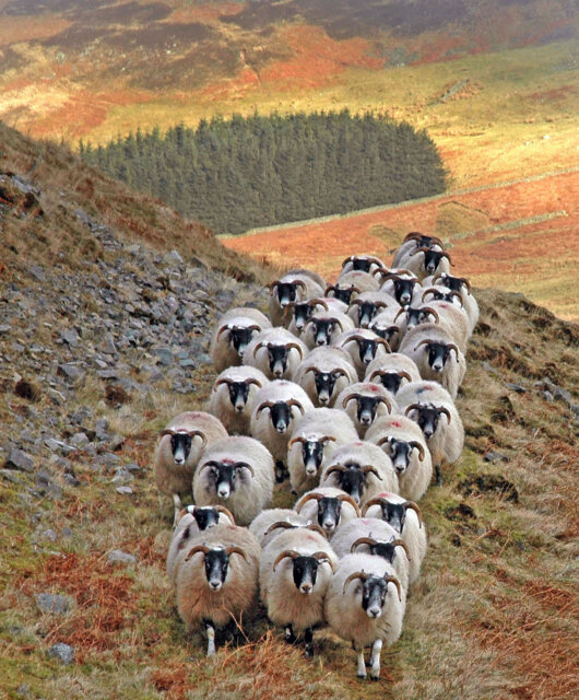 harris tweed 2