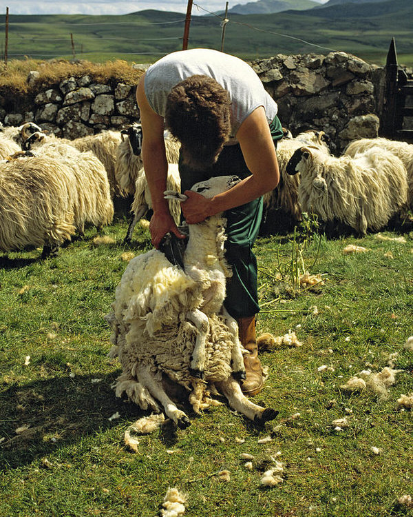 harris tweed 3