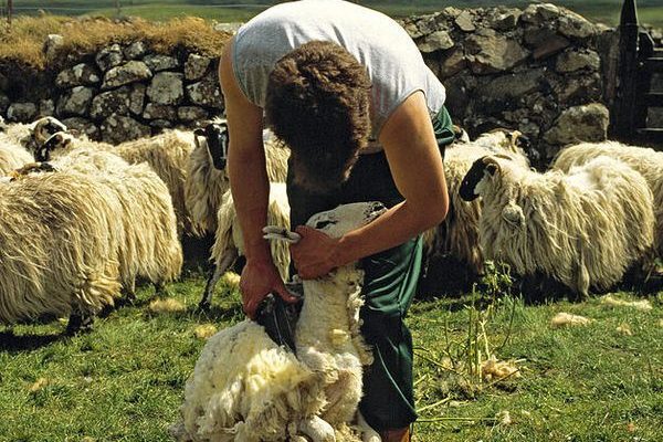 harris tweed 3 e1726363123602