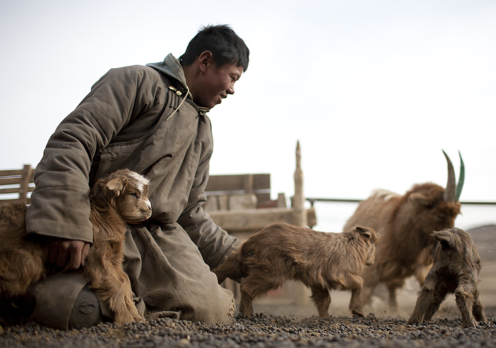 What's So Great About Cashmere? 1 Mongolia 093